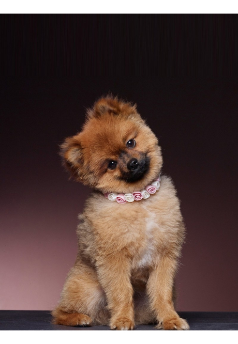 Poirier SAM-03 Accessorio per il Cane ()